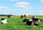 Pesquisa aponta cenários de impacto das mudanças climáticas na produção de leite em Goiás