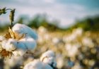 Algodão sobe mesmo com avanço da área plantada