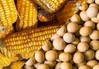 Mato Grosso inspira expansão agrícola colombiana