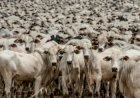 Cobrança da nova modalidade de contribuição ao Fundesa-RS é adiada