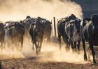 Brasil faz primeira exportação de Girolando para Botswana
