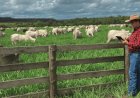 Tabela de preços apurados pela Agrifatto já trabalha com boi gordo a R$ 340/@ em SP