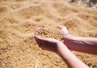 Soja atinge maior preço de 2026; analista explica os fatores que sustentam a alta da commodity