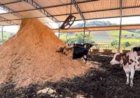 Vacas felizes: manejo de compost barn viraliza e atesta impacto do bem-estar na pecuária leiteira
