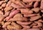 Etanol de batata-doce ganha reforço em SP com parceria para criar cultivares voltadas à bioenergia