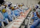 Brasil projeta novo ciclo de crescimento na produção e nas exportações de proteínas animais