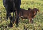 ABCZ recebe representantes da raça Boran e discute início dos registros no Brasil