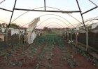Produtores afetados por temporal em Ribeirão Preto terão crédito emergencial de até R$ 150 mil