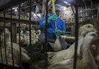 ABPA defende padrões brasileiros de bem-estar animal após proibição do foie gras