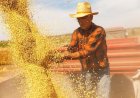 Soja inicia agosto com vendas seletivas e recuos