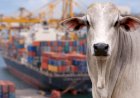 Comissão do Senado amplia esforço contra barreiras da União Europeia à carne brasileira