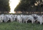 Veja aqui Cotações mistas do Agro