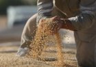Cadastro para plantio antecipado começa na Bahia