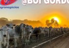 Exportações aquecidas e oferta ajustada sustentam preços do boi gordo em 2026