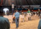Agroleite 2026 lança escola de juízes para formar a nova geração de avaliadores da raça Holandesa