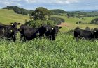 Mercado de terneiros encerra primeiro semestre de 2026 com valorização de 19porcento em Santa Catarina