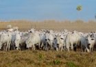 Veja aqui Cotações mistas do Agro