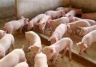 Carne suína não vive bom momento, mas 'céu de brigadeiro' vai voltar, segundo ABCS