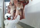 MT abate 263,14 mil vacas/novilhas em julho/26, com queda de 17,1% sobre julho/25