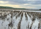 Entidades do agro cobram celeridade na operacionalização da MP das dívidas rurais