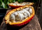 Mato Grosso aposta no cacau para diversificar a renda rural