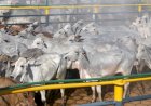 Antimicrobianos na mira da UE: os impactos e alternativas para a pecuária