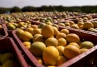 Conab terá até R$ 10 milhões para apoiar escoamento de laranja e garantir preço mínimo aos produtores