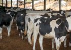 Cotações Agropecuárias