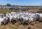 Gestão de pessoas desafia pecuária e reforça importância da qualificação no campo