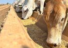 Farelo de soja sobe mais que o boi gordo e aperta relação de troca