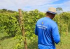 Após sequência de recordes, agro perde 267 mil trabalhadores no Brasil no início de 2026