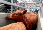 Exportações de bovinos vivos do Tocantins crescem mais de 500porcento no segundo trimestre
