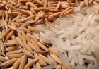 Oferta menor sustenta alta do arroz em casca no RS