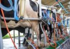 Ciência, genética e leite A2 impulsionam nova era da pecuária leiteira no Ceará