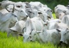 Brasil contesta restrições da UE a proteínas animais brasileiras