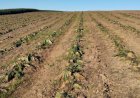 Entidades do agro pedem “senso de urgência” na implementação da MP das dívidas rurais