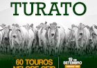 LEILÃO NELORE TURATO