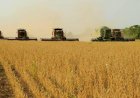 Mercado agrícola registra queda ampla nos grãos