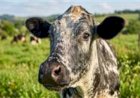 Fazenda do semiárido cearense transforma tradição do queijo em agroindústria premiada