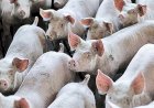 Veja aqui Cotações mistas do Agro