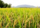 Arroz: preços sobem e plantio ganha ritmo no RS