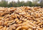 Arroz encerra semana com valorização no RS
