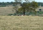 Choque mata dezenas de cabeças de gado que seriam leiloadas em Goiás; veja qual foi o prejuízo