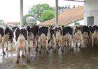 Índice de insumos para produção de leite no RS sobe 0,9% em agosto, diz Farsul