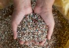 Fertilizantes já estão contratados para 90porcento da soja