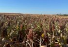 China movimenta mercado do sorgo e pode abrir nova frente para produtores do Tocantins