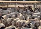Pela 1ª vez na história, abate de novilhas em MT supera o volume de vacas enviadas aos ganchos
