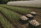 Seminário em Umuarama destaca avanço da produção de alho no Noroeste do Paraná