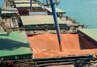 Sorgo produzido no Tocantins ganha rota de exportação para China e África pela Ferrovia Norte-Sul