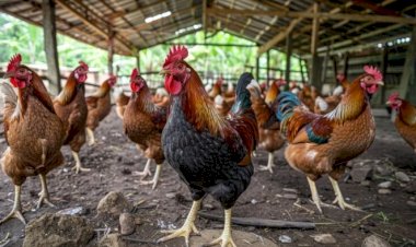 Publicação científica destaca uso de posbióticos em frangos de corte